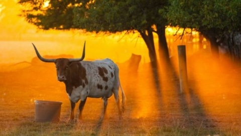 A Texas longhorn standing in golden sunset light in a tree-lined pasture