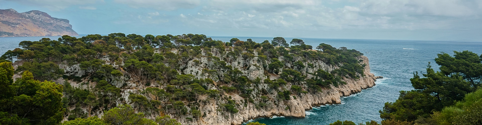Trees growing on a cliff directly at the ocean.