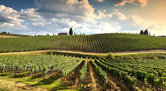 Wineyards in Tuscany