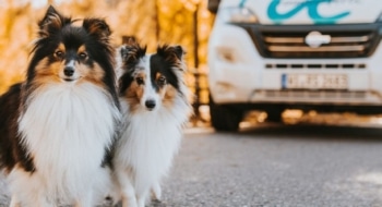 Two dogs standing in front of a pet friendly RV rental parked in an autumn setting.