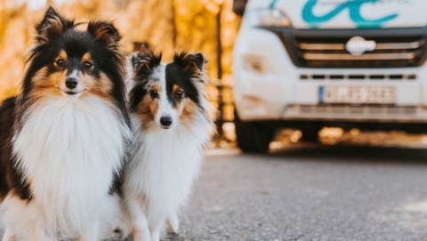 Two dogs standing in front of a pet friendly RV rental parked in an autumn setting.