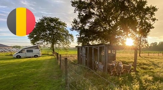 Campervan parking on a unique camping spot in Belgium with sheep at sunset