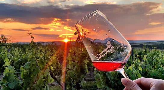 Weinglas vor dem Sonnenuntergang über einem Weingarten