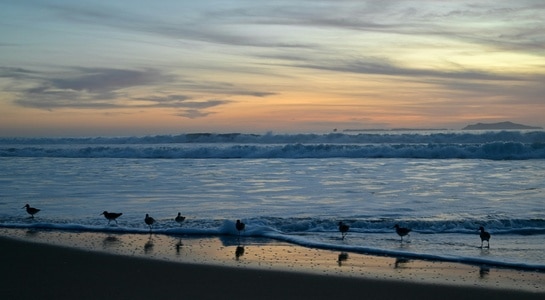 Birds at the water’s edge and gentle surf at dusk on Ventura Beach, a classic stop for California beaches road trips.