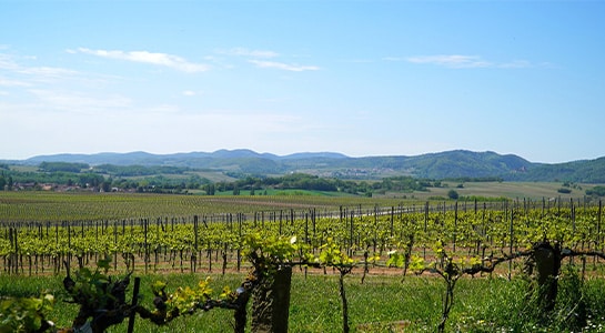Landscape view over a vinery. Everything blossoming in green, clear blue sky and you can see mountains in the background.