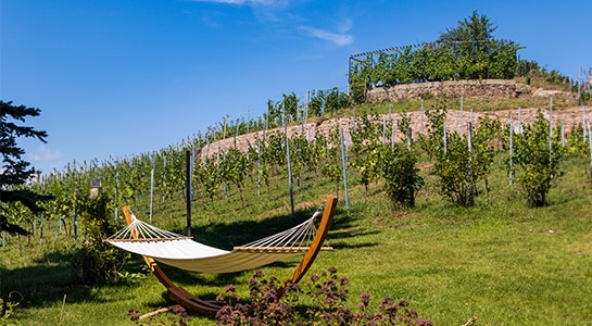 White hammock standing in front of a vineyard, surrounded by green grass.