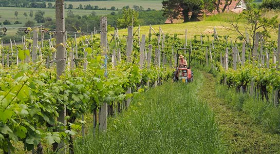 Grüner Weingarten mit Weinstöcken und einem Landwirt auf seinem Traktor